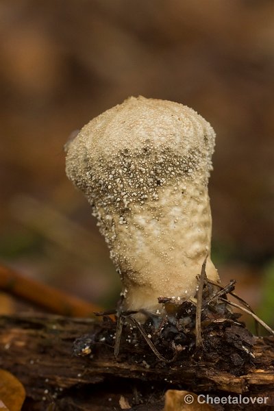 _DSC0232.JPG - 2016-11-13 Landgoed Aerwinkel en Munnichsbos