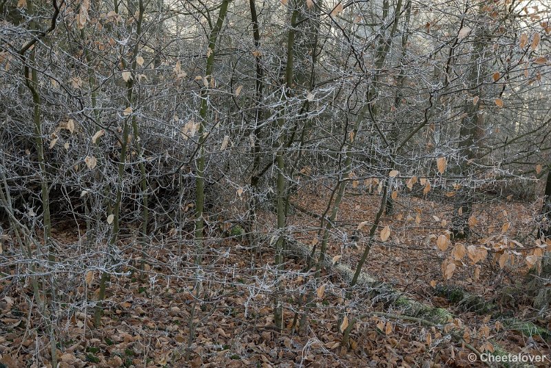 _DSC0096.JPG - Oisterwijkse Vennen en Plassen