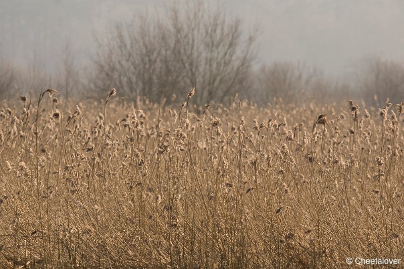 _DSC0003.JPG - Regte Heide