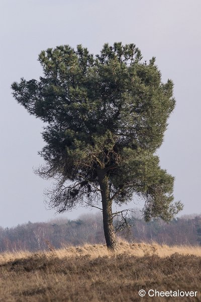 _DSC0004.JPG - Regte Heide