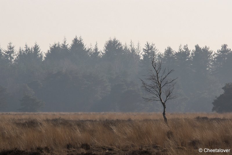 _DSC0008.JPG - Regte Heide