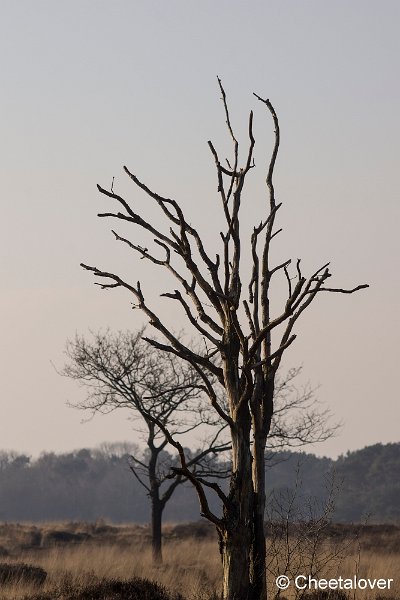 _DSC0011.JPG - Regte Heide