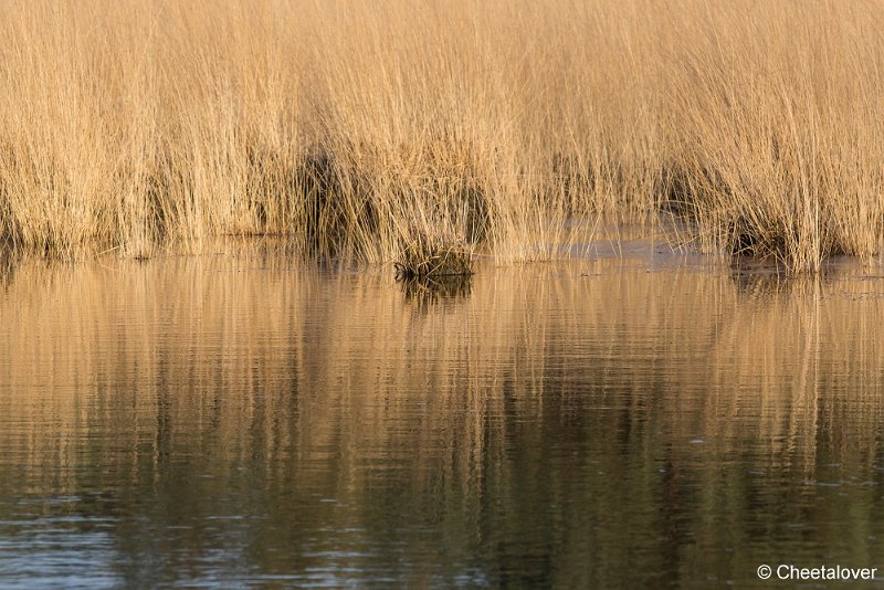 _DSC0016.JPG - Regte Heide