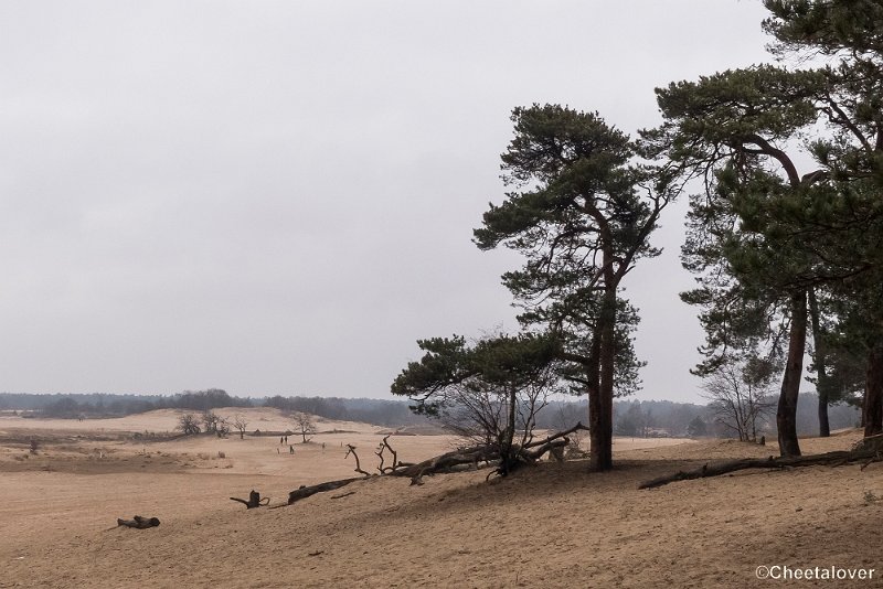 P1380288.JPG - 2018-03-11 Loonse en Drunense Duinen