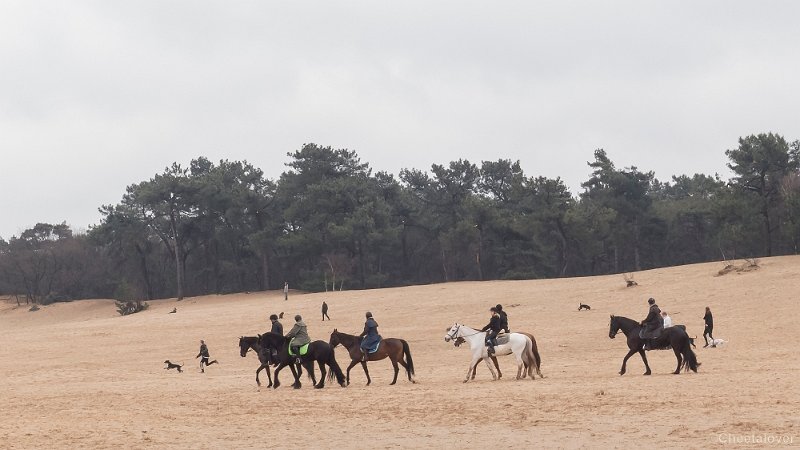 P1380327.JPG - 2018-03-11 Loonse en Drunense Duinen