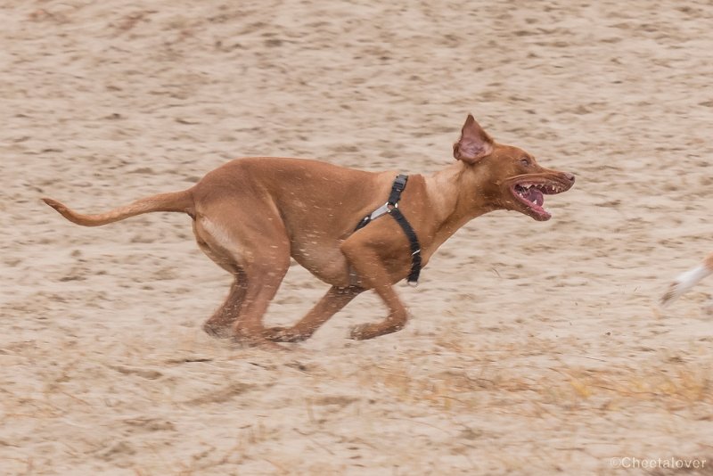 P1380336.JPG - 2018-03-11 Loonse en Drunense Duinen