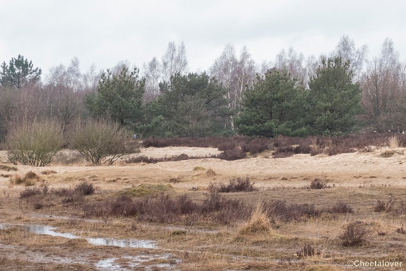 P1380338.JPG - 2018-03-11 Loonse en Drunense Duinen