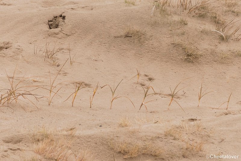 P1380345.JPG - 2018-03-11 Loonse en Drunense Duinen