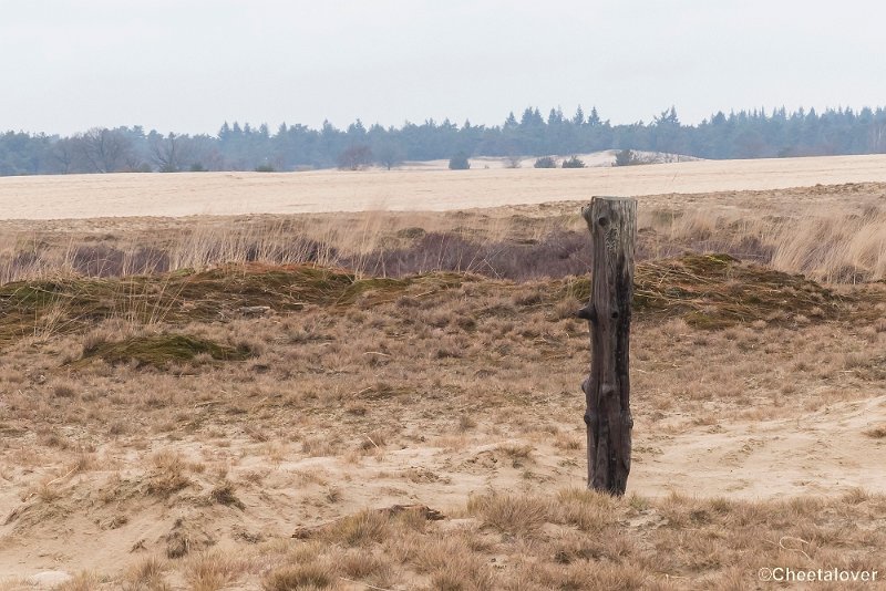 P1380348.JPG - 2018-03-11 Loonse en Drunense Duinen