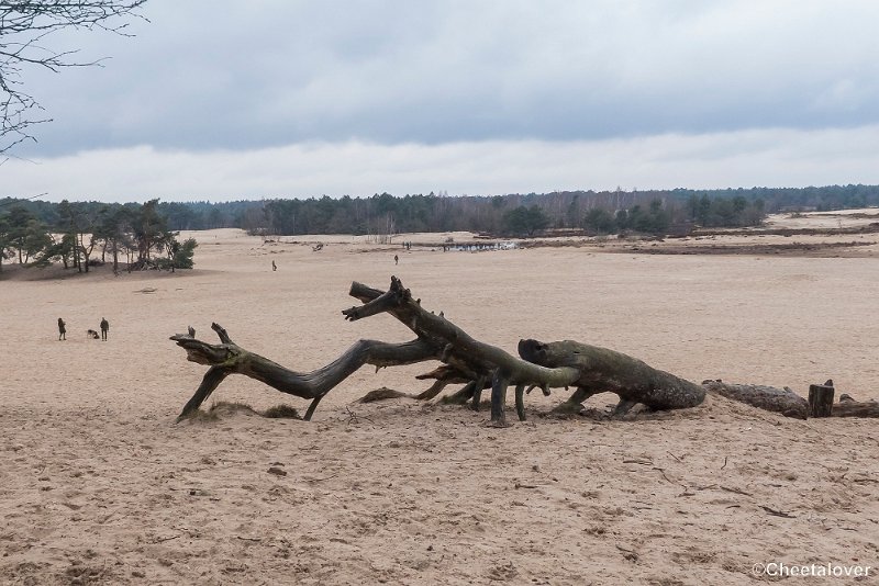 P1380378.JPG - 2018-03-11 Loonse en Drunense Duinen