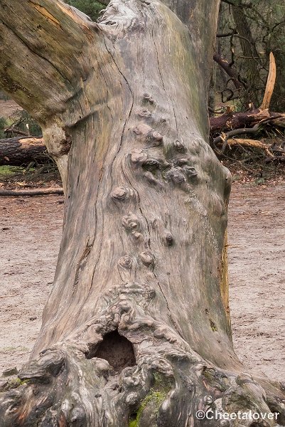 P1380384.JPG - 2018-03-11 Loonse en Drunense Duinen