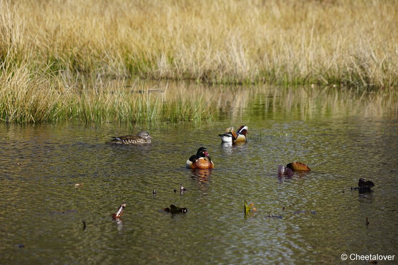 _DSC5037.JPG - Nationaal Park de Hoge Veluwe