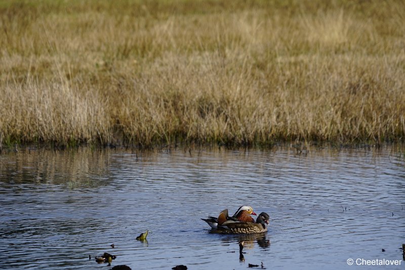 _DSC5048.JPG - Nationaal Park de Hoge Veluwe