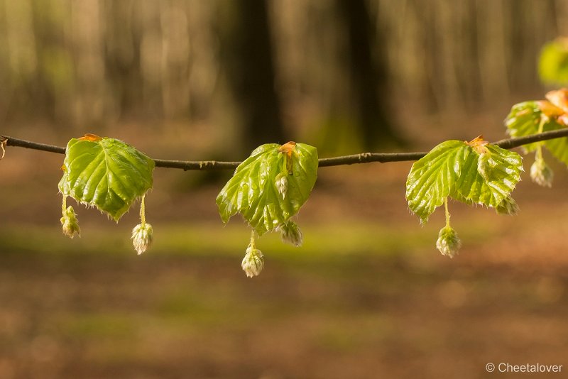 _DSC0028.JPG - Natuurgebied De Brand