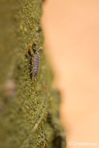 _DSC0050.JPG - Natuurgebied De Brand