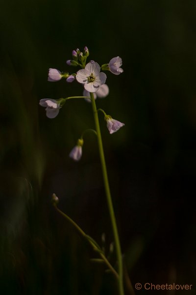 _DSC0081.JPG - Natuurgebied De Brand