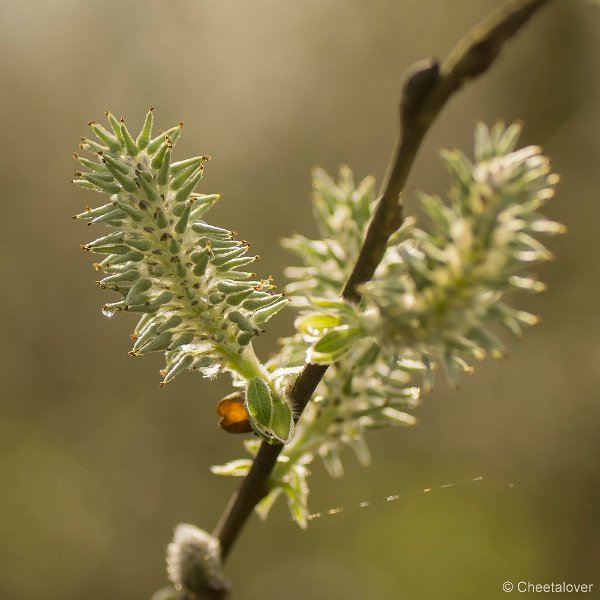 _DSC0107.JPG - Natuurgebied De Brand