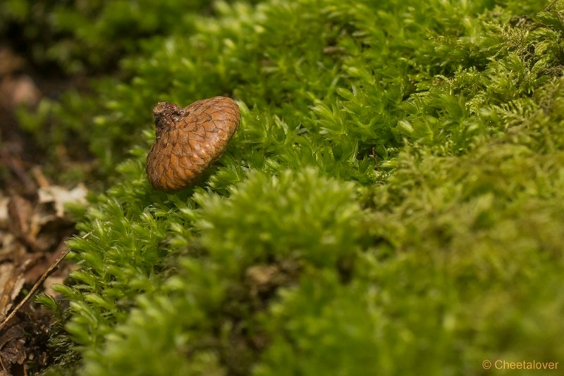 _DSC0155.JPG - Natuurgebied De Brand