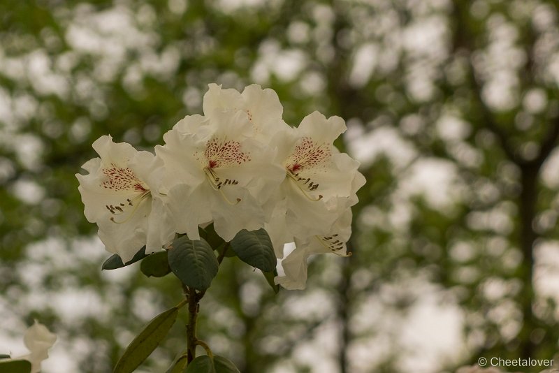 _DSC0103.JPG - Japanse Tuin, Hasselt, Berlgië