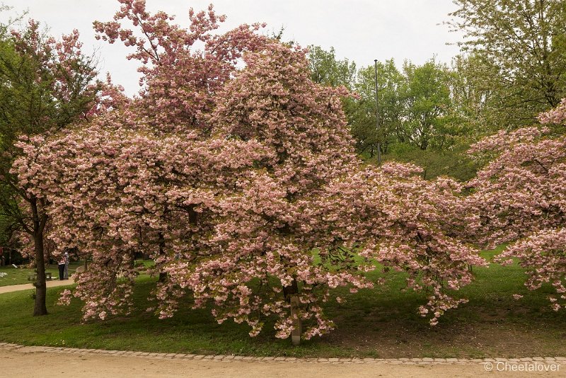 _DSC0118.JPG - Japanse Tuin, Hasselt, Berlgië