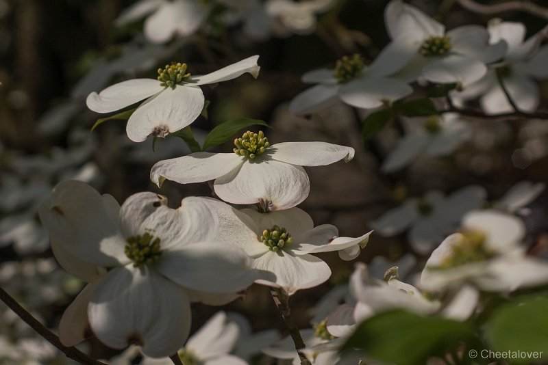 _DSC0184.JPG - Japanse Tuin, Hasselt, Berlgië