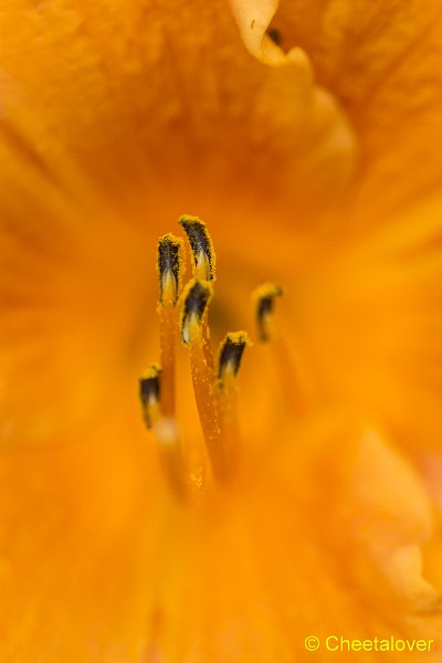 _DSC0010.JPG - Siertuin Het Arendsnest in Lozen, België