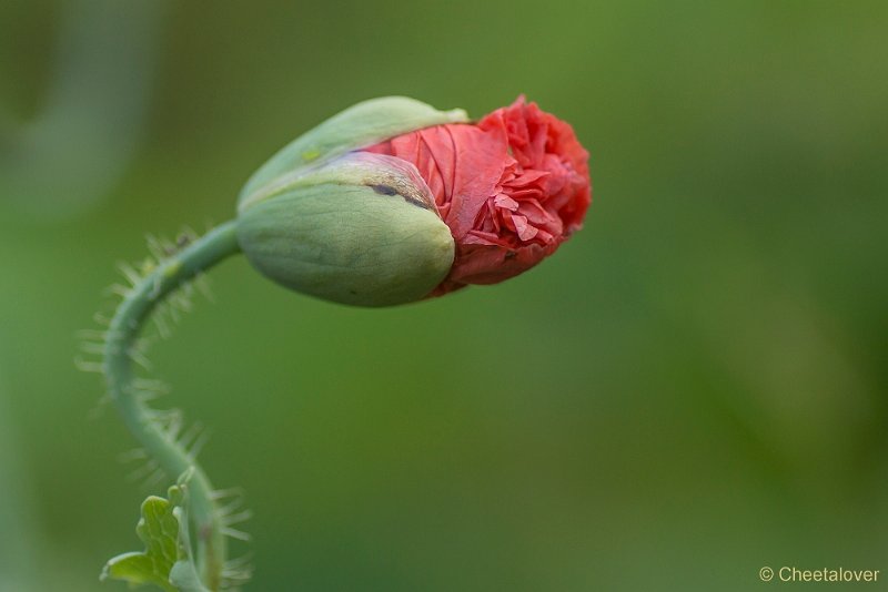 _DSC0024.JPG - Siertuin Het Arendsnest in Lozen, België