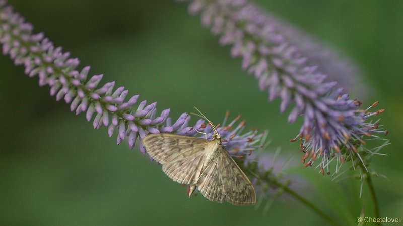 _DSC0034.JPG - Siertuin Het Arendsnest in Lozen, België