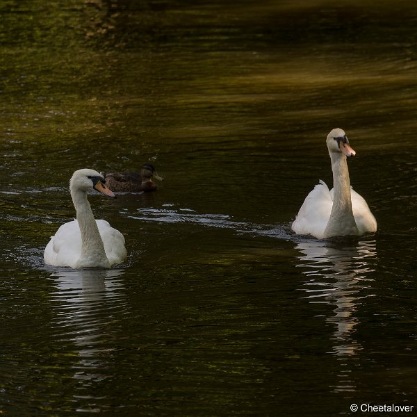 _DSC0002.JPG - Kasteelpark Born