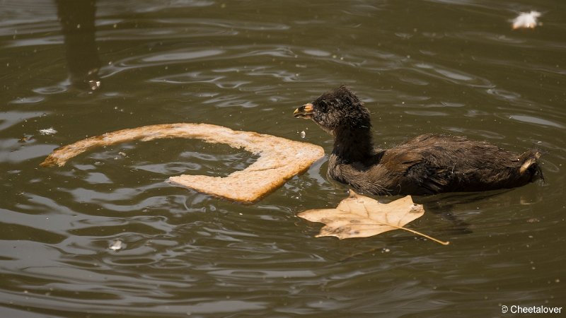 _DSC0044.JPG - Kasteelpark Born