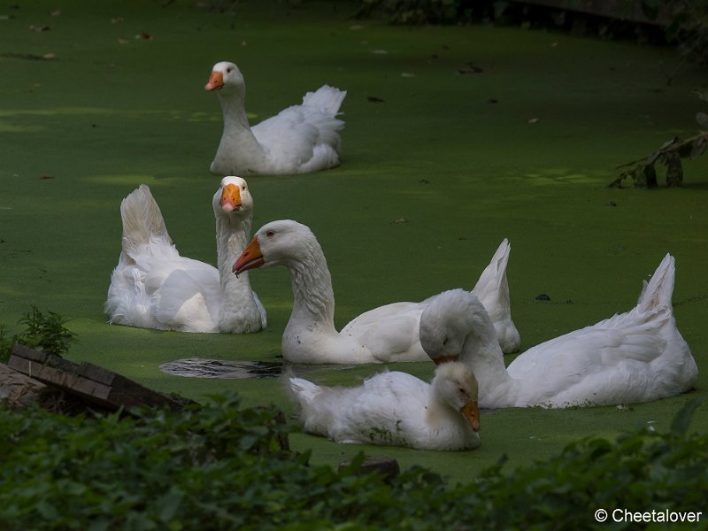 _DSC0063.JPG - Kasteelpark Born