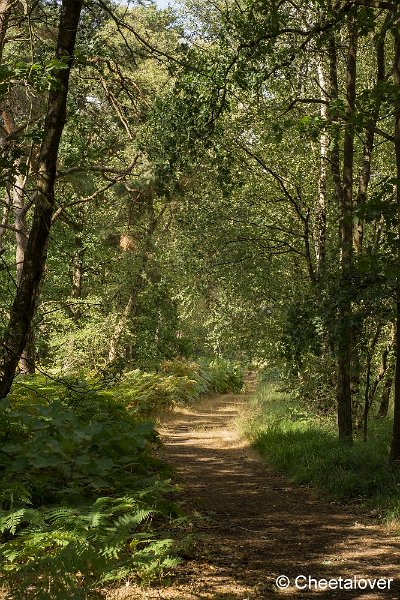 _DSC0005.JPG - Kampina