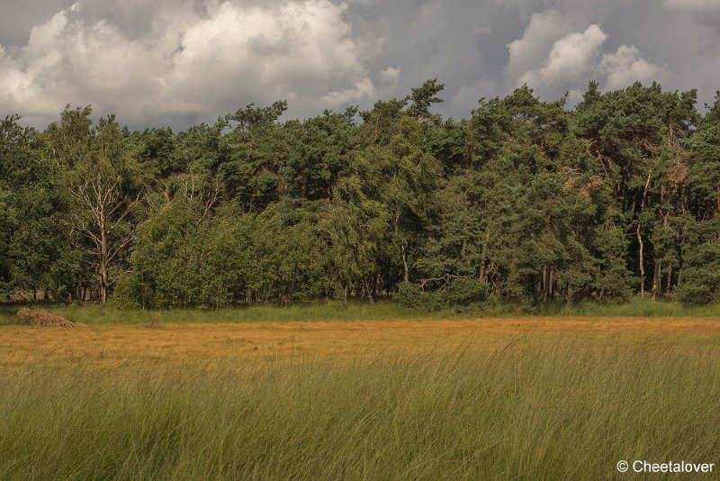 _DSC0035.JPG - Kampina