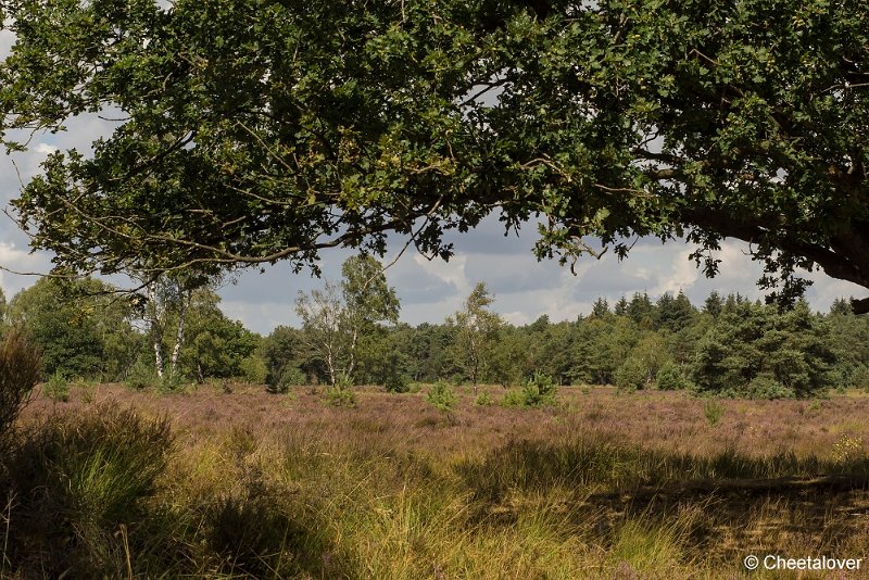 _DSC0060.JPG - Kampina