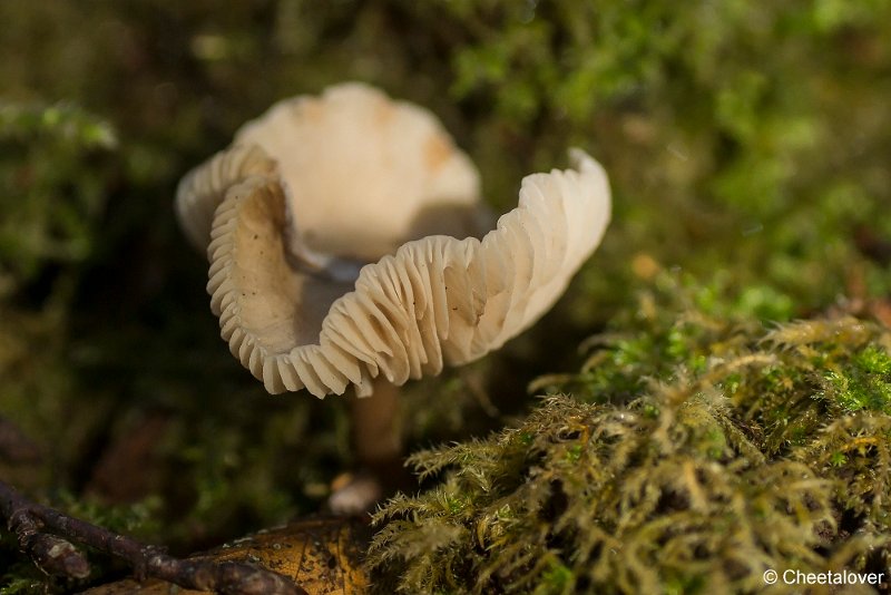 _DSC0021.JPG - Herbertusbossen