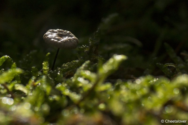 _DSC0088.JPG - Herbertusbossen