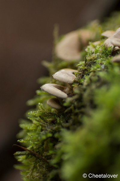 _DSC0106.JPG - Herbertusbossen