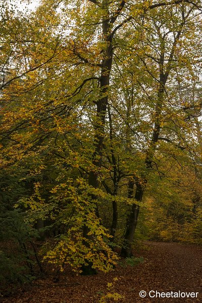 _DSC0113.JPG - Oisterwijkse Vennen en Plassen