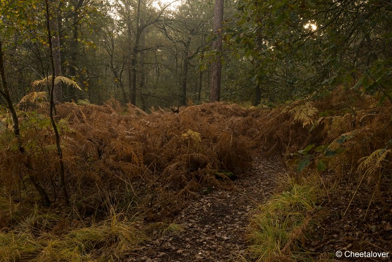 _DSC0129.JPG - Oisterwijkse Vennen en Plassen