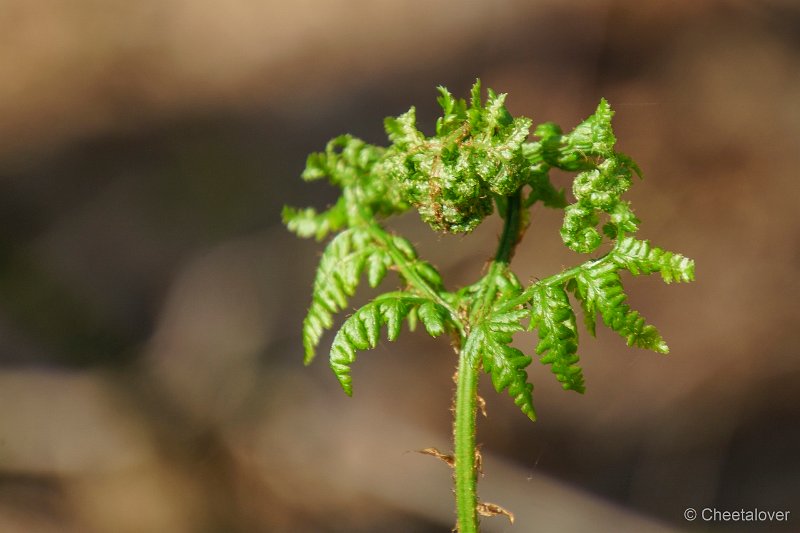 DSC00034.JPG - Natuurgebied De Rekken