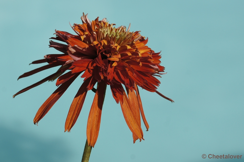 _DSC2814.JPG - Floriade