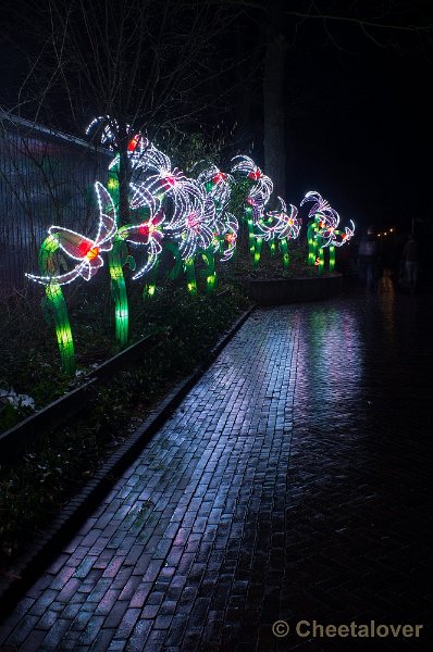 _DSC3226.JPG - China Lights in Burger's Zoo