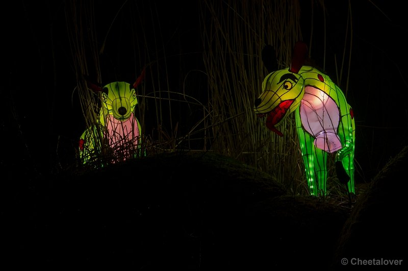 _DSC3261.JPG - China Lights in Burger's Zoo