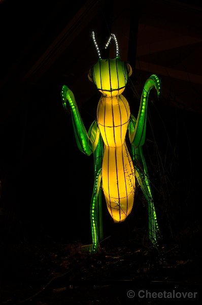 _DSC3301.JPG - China Lights in Burger's Zoo