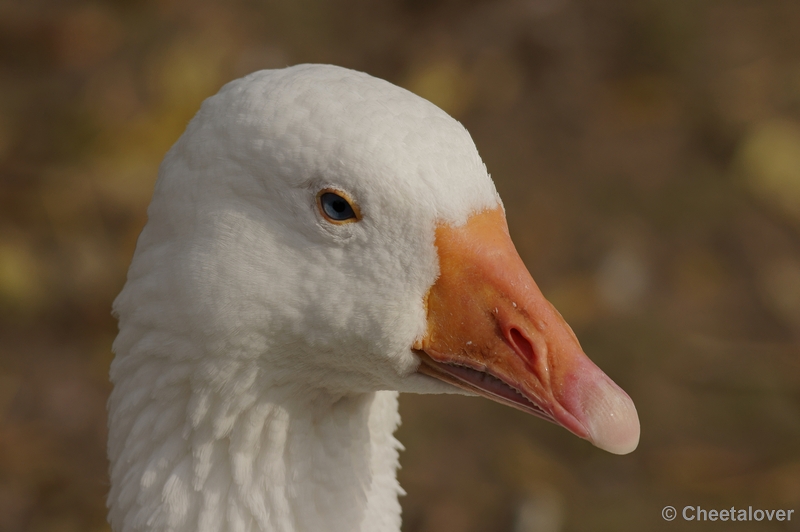 _DSC3854kopie.JPG - Boerengans