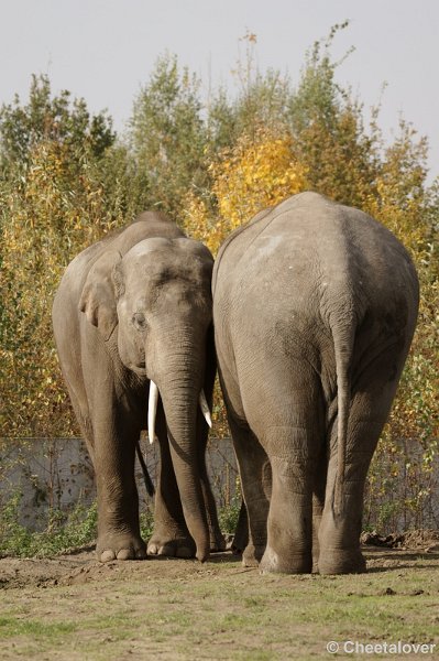 _DSC3866.JPG - Aziatische Olifant