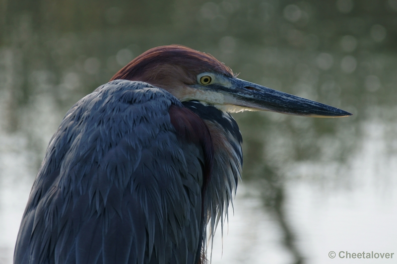 _DSC3962kopie.JPG - Goliath Reiger