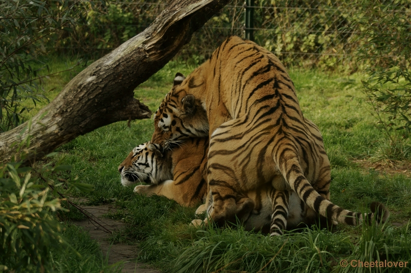 _DSC4017.JPG - Siberische Tijger