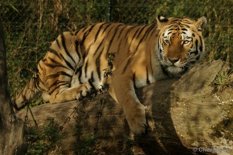 _DSC4028kopie.JPG - Siberische Tijger