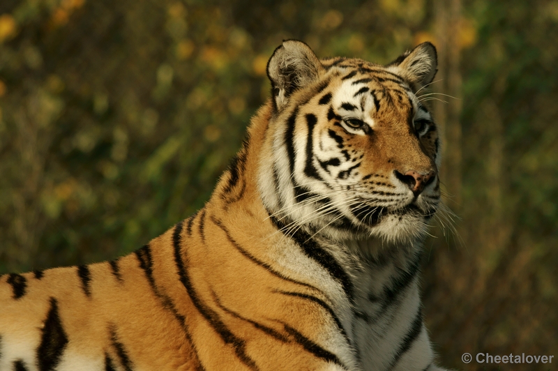 _DSC4049kopie.JPG - Siberische Tijger